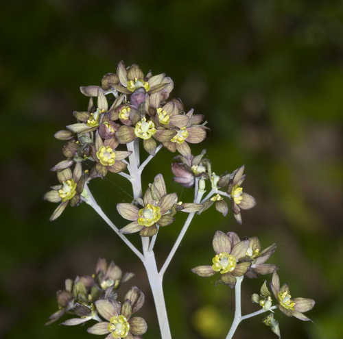 Caulophyllum thalictroides #27